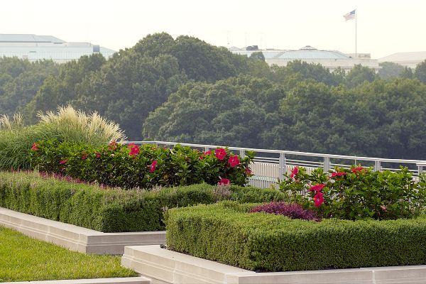 Commercial Landscaping: 5 Fab Ground Cover Plants for Green Roofs in DC | Washington DC