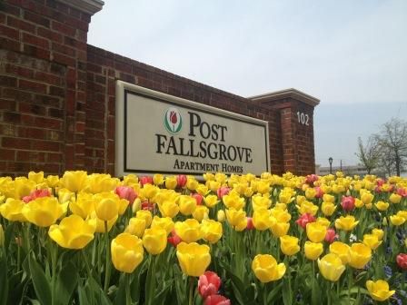 post fallsgrove tulips