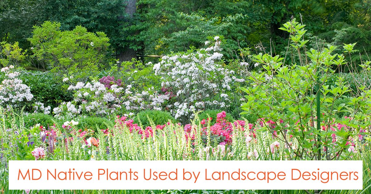 maryland native plants used by landscape designer