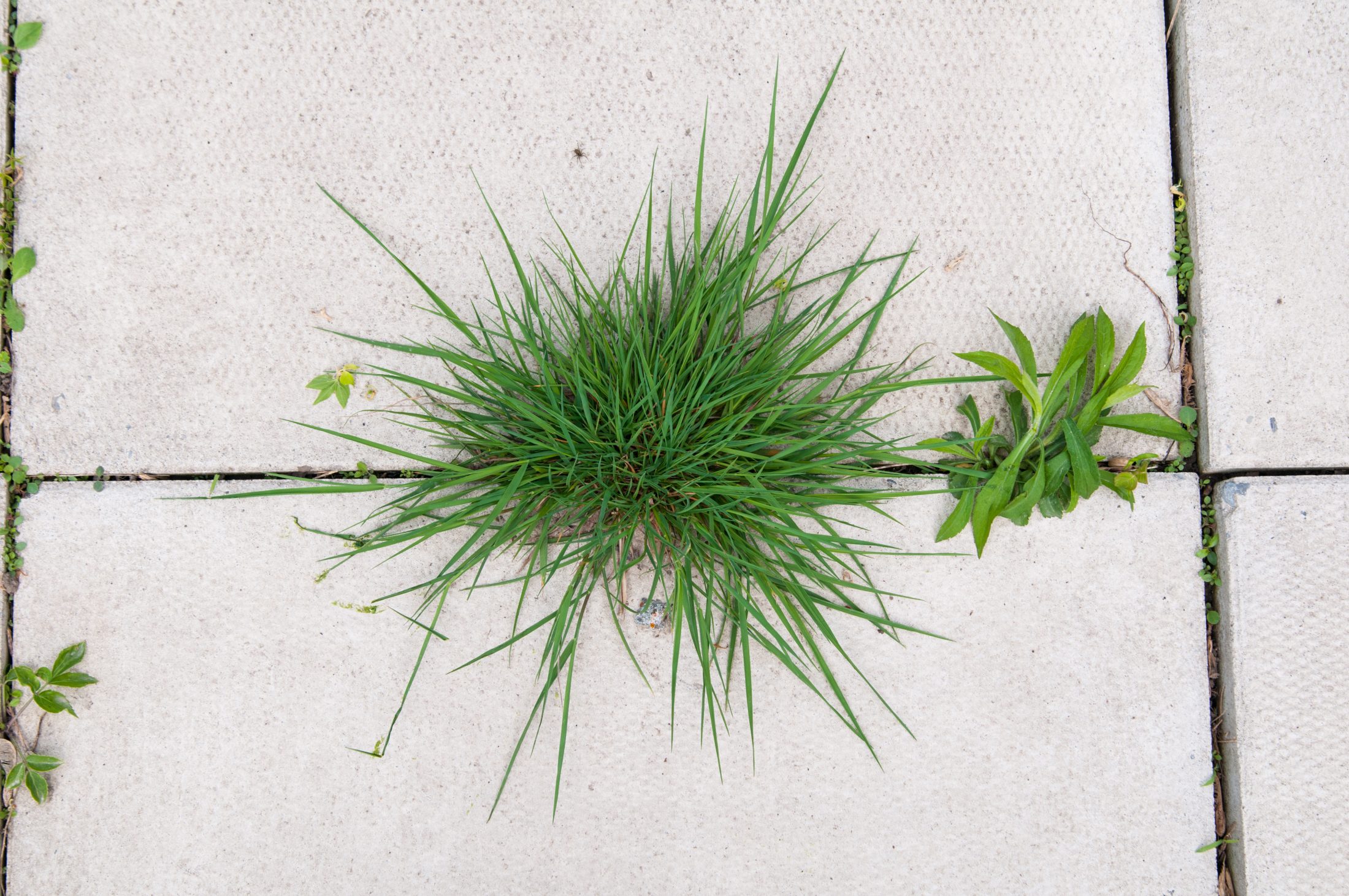 Understanding Crabgrass and How to Keep it From Taking Over